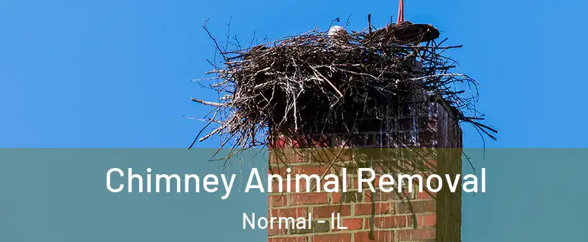 Chimney Animal Removal Normal - IL