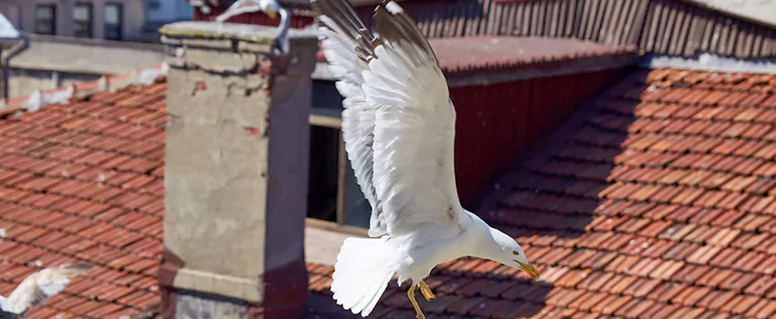 Residential Chimney Animal Removal Solution in Normal, IL