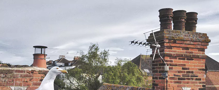 Chimney Cleaning And Restoration in Normal, Illinois